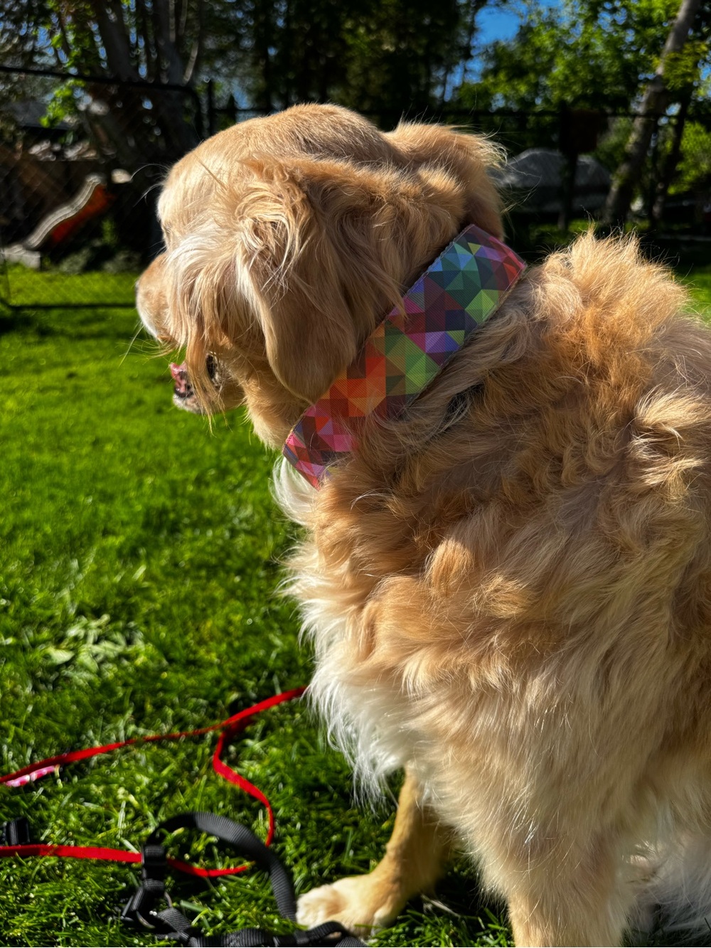 XL Colorful Geometric Dog Collar - Multi-Color